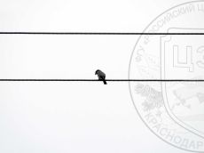 Сорокопут-серый_2